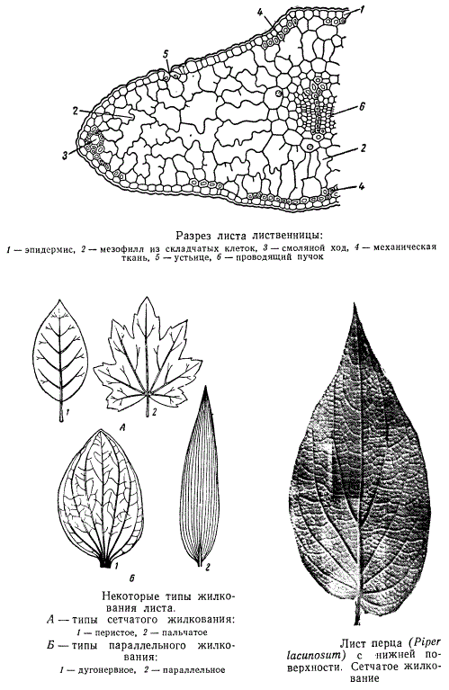 Разрез листа лиственницы. Типы жилкования листа. Лист перца