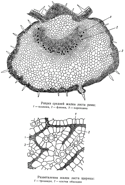 Разрез средней жилки листа рами. Разветвление жилок листа ширицы