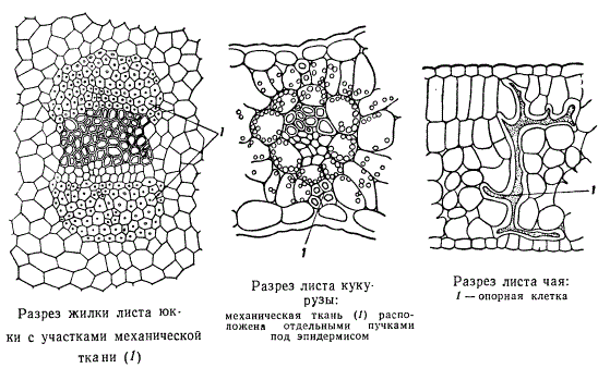 Разрез листа юкки, кукурузы, чая