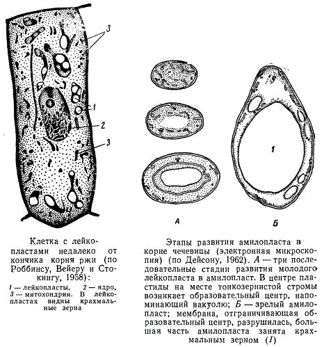 Клетка с лейкопластами и этапы развития амилопласта