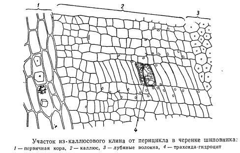 Участок из каллюсового клина от перицикла в черенке шиповника