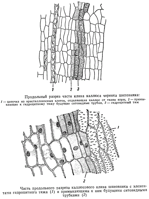 Части клина каллюса черенка шиповника