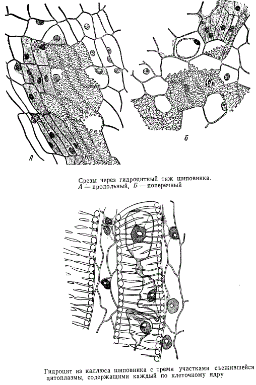 Срезы через гидроцитный тяж шиповника