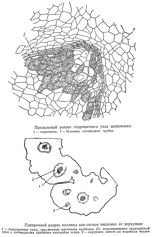 Продольный лист гидроцитного узла шиповника
