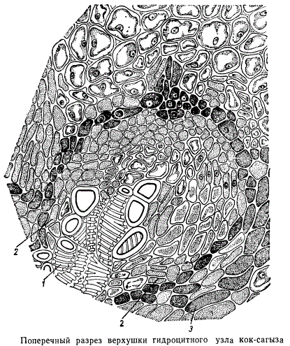 Поперечный разрез верхушки гидроцитного узла кок-сагыза