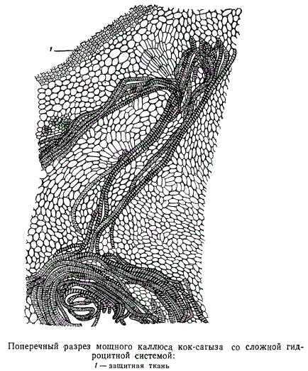 Попреречный разрез мощного каллюса кок-сагыза со сложной гидроцитной системой