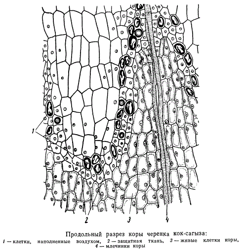 Продольный разрез коры черенка кок-сагыза