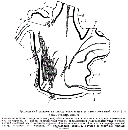 Продольный разрез каллюса кок-сагыза в изолированной культуре