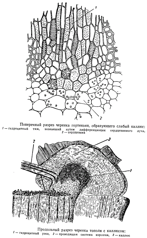 Поперечные разрезы черенка