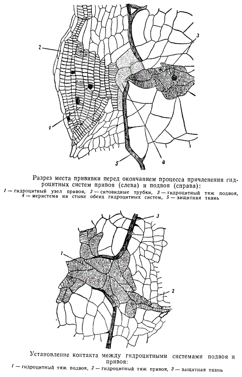 Гидроцитные системы подвоя и привоя