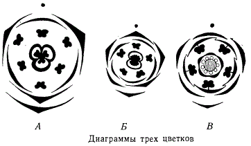 Диаграммы трёх цветков