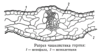 Разрез чашелистика гороха