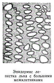Эпидермис лепестка льна с большими межклетниками