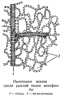 Окончания жилок среди рыхлой ткани мезофилла