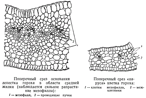 Поперечный срез основания лепестка гороха