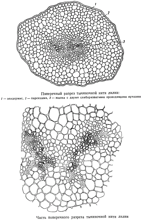 Поперечный разрез тычиночной нити лилии