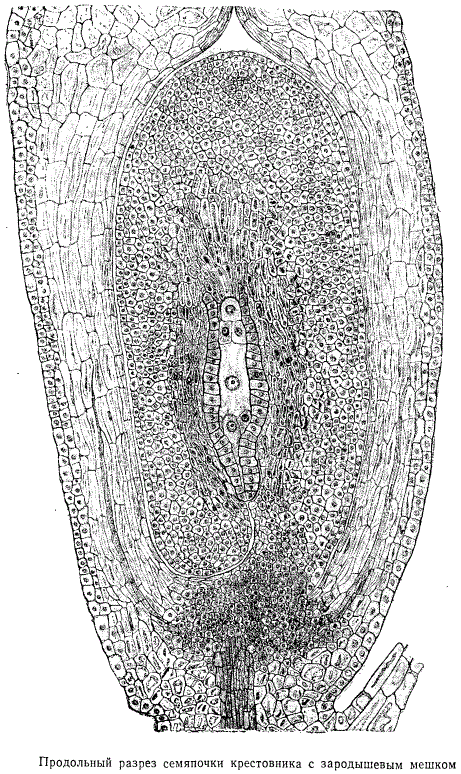 Продольный разрез семяпочки крестовника с зародышевым мешком