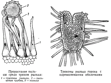 Прорастание пыльцы среди трихом рыльца. Трихомы рыльца гороха