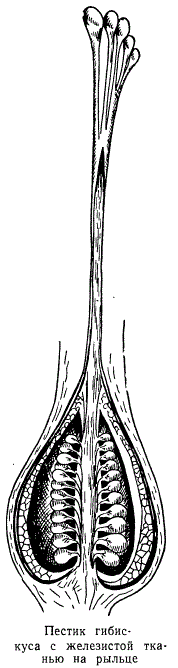 Пестик гибискуса с железистой тканью на рыльце
