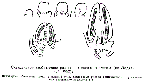 Схематическое изображение развития тычинки пшеницы