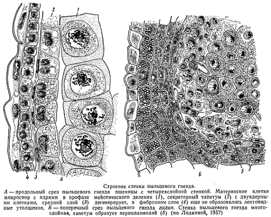 Строение стенки пыльцевого гнезда