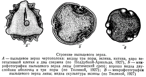 Строение пыльцевого зерна