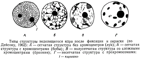 Структурные типы ядрышек. Структурные типы ядер. Ядро разновидности. Вид клеток и ядра. Строение ядра типы ядер