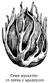 Семя мускатного ореха с ариллусом