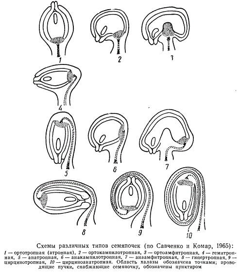Схемы различных типов семяпочек