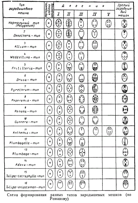 Схема формирования разных типов зародышевых мешков