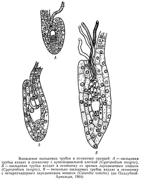 Вхождение пыльцевых трубок в семяпочку орхидей