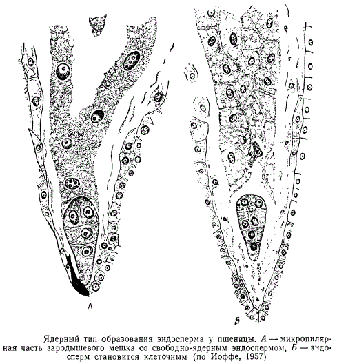 Ядерный тип образования эндосперма у пшеницы