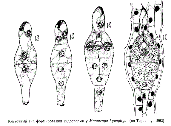 Клеточный тип формирования эндосперма