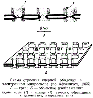 Схема строения ядерной оболочки
