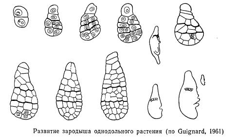 Развитие зародыша однодольного растения