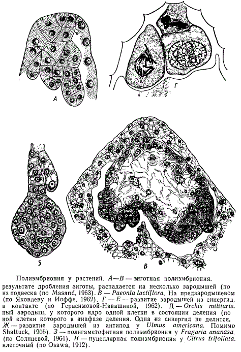 Полиэмбриония у растений