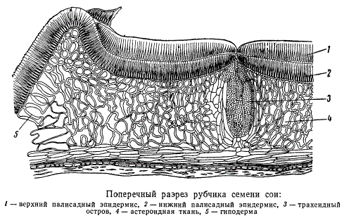 Поперечный разрез рубчика семени сои