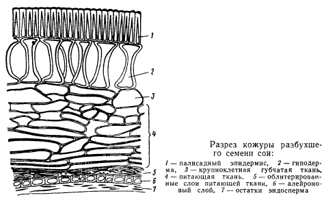 Разрез кожуры разбухшего семени сои