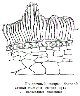 Поперечный разрез боковой стенки кожуры семени нута