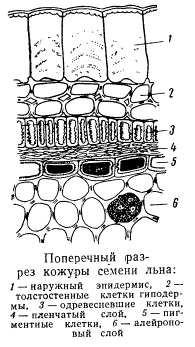 Поперечный разрез кожуры семени льна