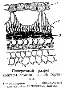 Поперечный разрез кожуры семени черной горчицы