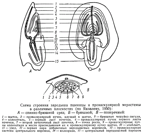 Схема строения зародыша пшеницы и проваскулярной меристемы
