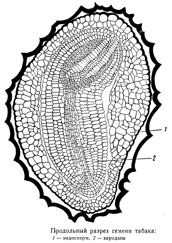 Продольный разрез семени табака
