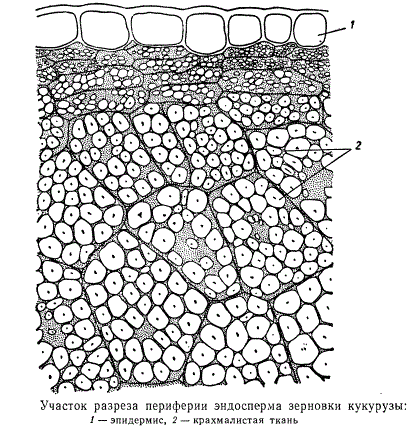 Участок разреза периферии эндосперма зерновки кукурузы