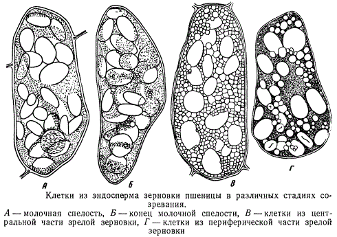Клетки из эндосперма зерновки пшеницы в различных стадиях созревания
