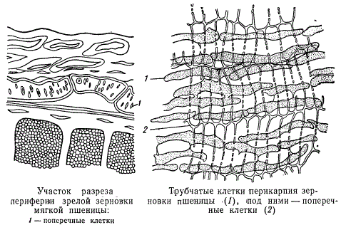 Участок разреза периферии зрелой зерновки мягкой пшеницы. Трубчатые клетки перикарпия зерновки пшеницы
