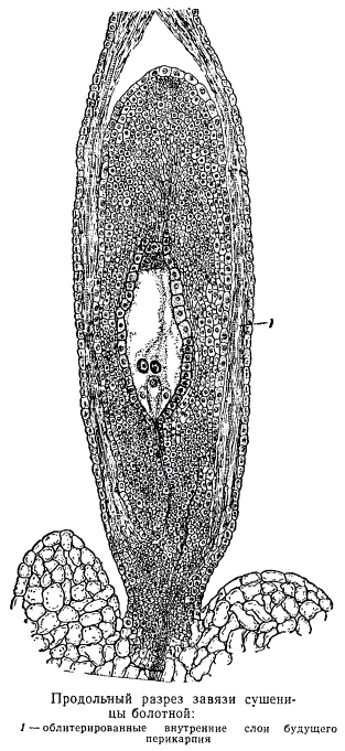 Продольный разрез завязи сушеницы болотной