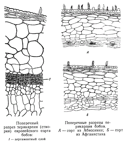 Поперечные разрезы перикарпия бобов