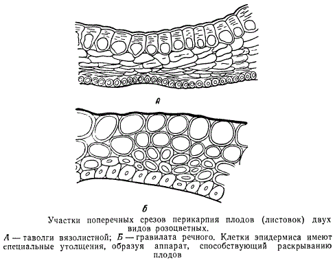 Участки поперечных срезов перикарпия плодов двух видов розоцветных