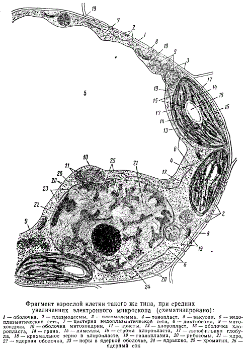 Фрагмент взрослой растительной клетки